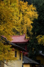 成都大邑白岩寺银杏