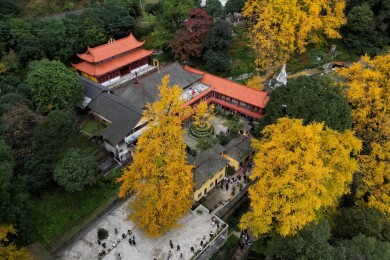 成都大邑白岩寺银杏
