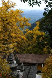 成都大邑白岩寺银杏
