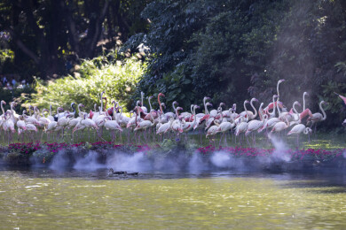 一大群充满仙气的火烈鸟