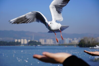 投喂红嘴鸥