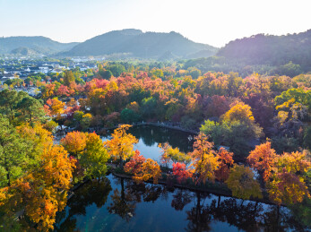 航拍苏州天平山风景区赏秋红枫叶