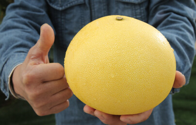 玉环文旦柚