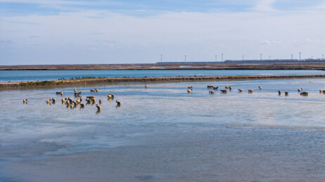 航拍江苏盐城大丰黄海之滨野鹿荡湿地麋鹿欢