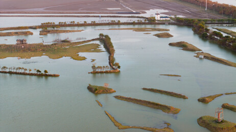 航拍江苏盐城大丰黄海之滨野鹿荡湿地麋鹿欢