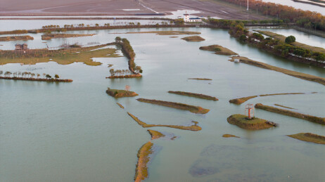 航拍江苏盐城大丰黄海之滨野鹿荡湿地麋鹿欢