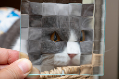 透过玻璃看到的猫猫有趣面孔