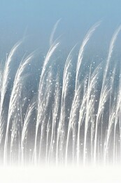 冬日霜花主题