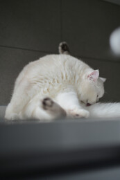 正在舔舐自己的白色银点猫