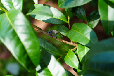 灰褐色盾蝽特写