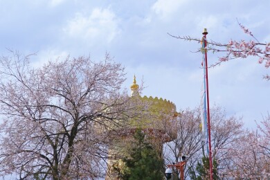 大佛寺转经筒遇见桃花