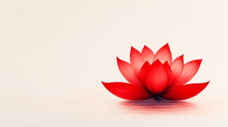 红莲静卧水面