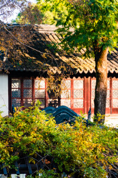 江苏苏州留园秋日红枫银杏