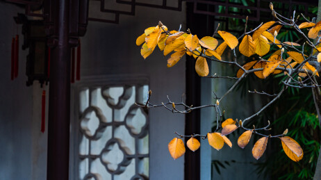 江苏苏州留园秋日红枫银杏