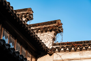 江苏苏州留园秋日红枫银杏