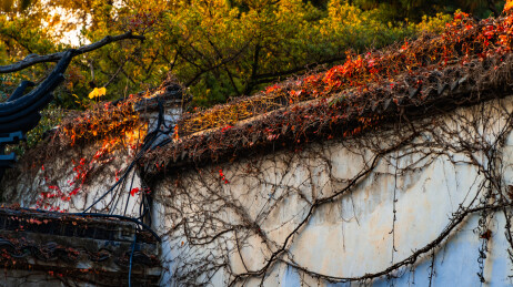 江苏苏州留园秋日红枫银杏