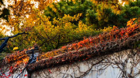 江苏苏州留园秋日红枫银杏