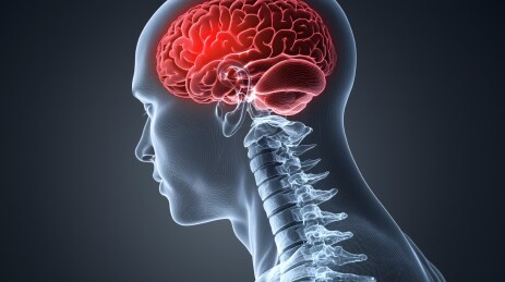 人体大脑及颈椎骨骼透视图