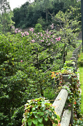 冬天阳光下的蔓藤植物爬墙虎特写
