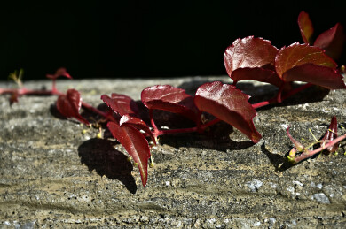 冬天阳光下的蔓藤植物爬墙虎特写