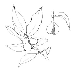 肉蔻手绘中药材水彩插画