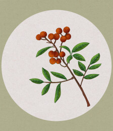 蜀椒中草药国潮国风水彩插画