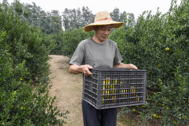 种植园里老农民采摘新会柑