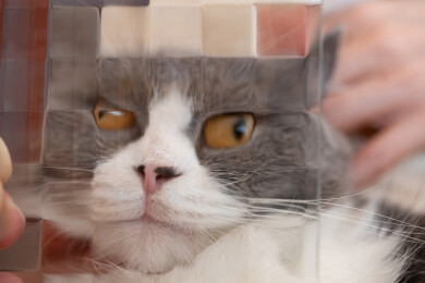 透过玻璃看到的猫猫有趣面孔