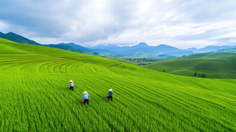 田野上的农耕景象