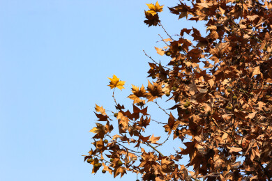 金黄干枯的梧桐树叶