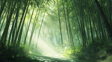 竹林深处的光影