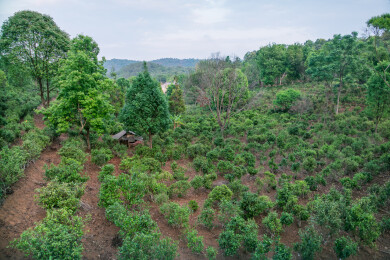 云南普洱市澜沧县景迈山古茶林茶树航拍俯视