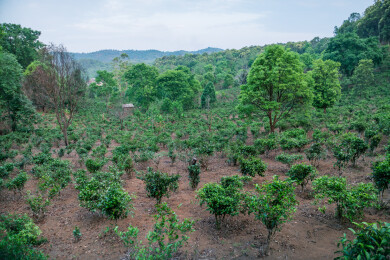 云南普洱市澜沧县景迈山古茶林茶树航拍俯视