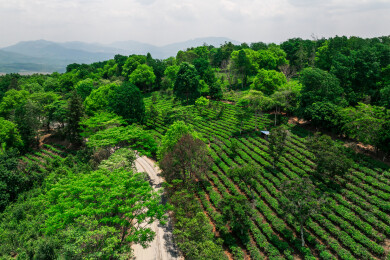 云南普洱市澜沧县景迈山古茶林航拍自然风光