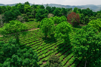云南普洱市澜沧县景迈山古茶林航拍自然风光