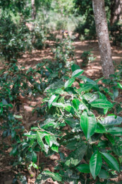 云南普洱市澜沧县景迈山古茶林