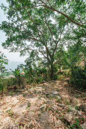 云南普洱市澜沧县景迈山古茶林