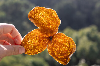 广东江门新会陈皮