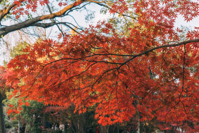 上海秋霞圃红枫季节