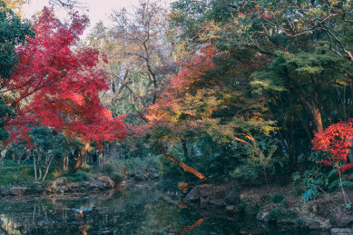 上海秋霞圃湖边红枫