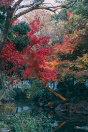 上海秋霞圃湖边红枫