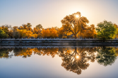 中国内蒙古额济纳胡杨林旅游区滨河路风光