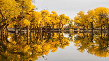 中国内蒙古额济纳大漠胡杨林景区风光