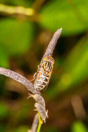 草叶上的喜斑眼蚜蝇
