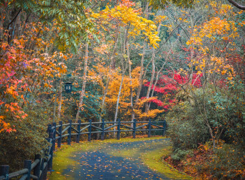 浙江宁波奉化溪口杜鹃谷12月初红枫风景