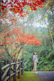 中国女性在浙江宁波奉化溪口杜鹃谷欣赏红枫