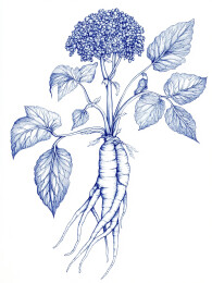一颗野生人参装饰版画