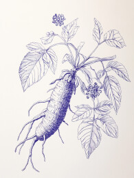 复古版画风格的野生人参装饰画