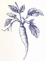 复古版画风格的野生人参装饰画