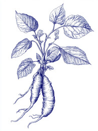 复古版画风格的野生人参装饰画
